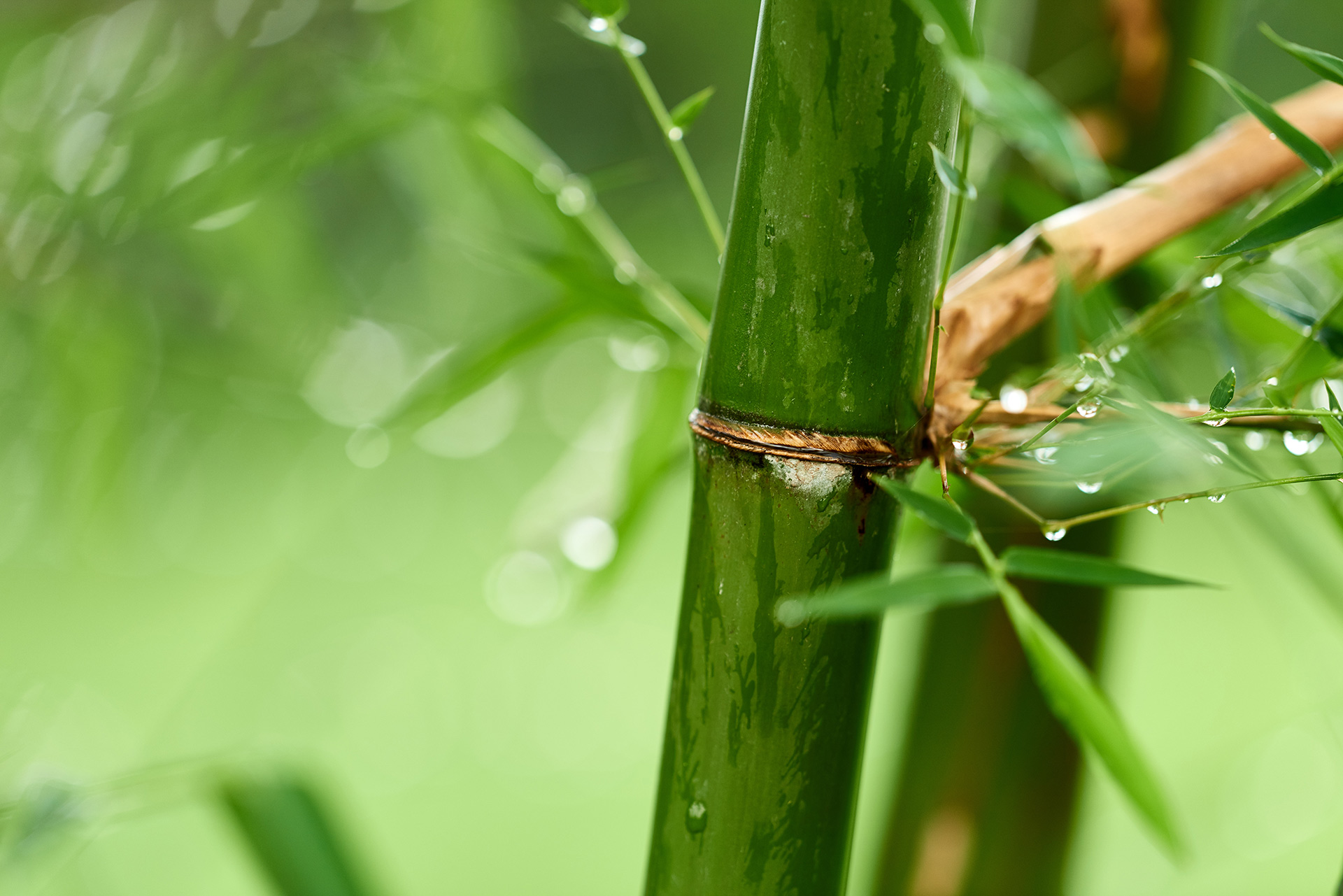 Bambu Çorabın Sağlığa Etkisi Var mıdır?